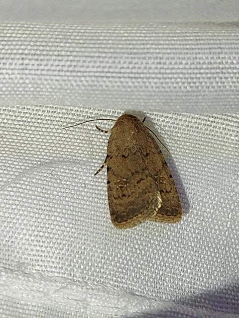 Paradrina clavipalpis - közönséges selymesbagoly