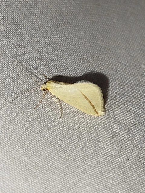 Rhodometra sacraria - rózsacsíkos araszoló