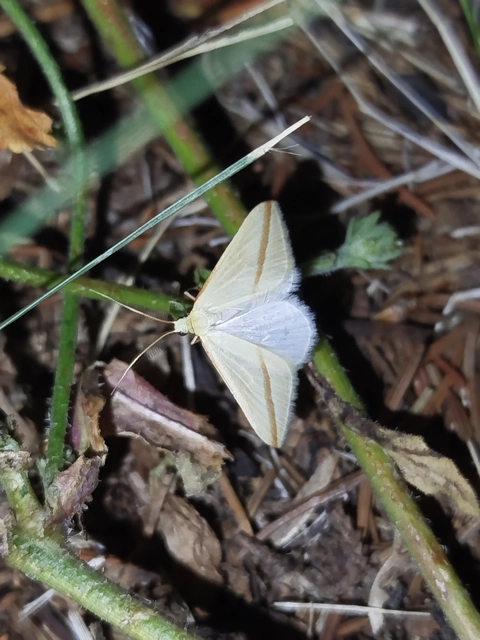 Rhodometra sacraria - rózsacsíkos araszoló