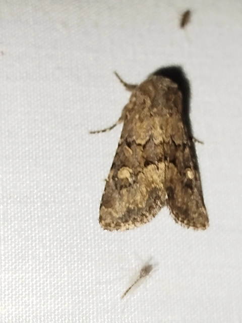 Luperina testacea - barnás szürkebagoly