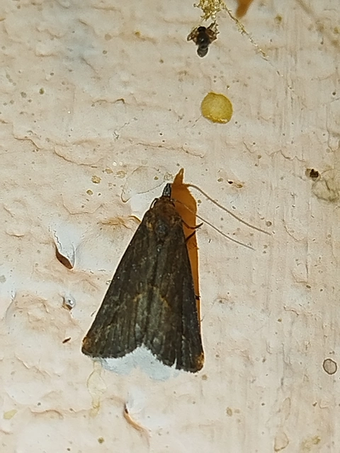 Schrankia costaestrigalis - keskenyszárnyú karcsúbagoly
