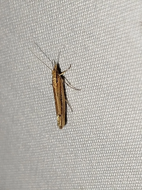 Ypsolopha ustella - csíkos tarkamoly
