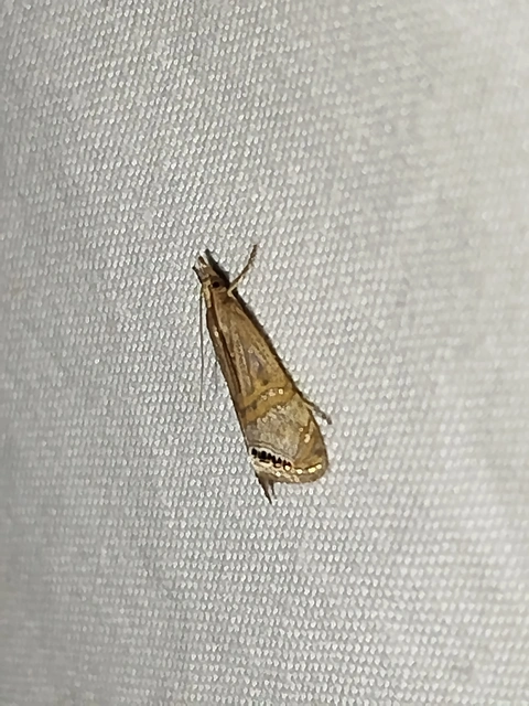 Euchromius ocellea - ezüstcsíkos mozaikmoly