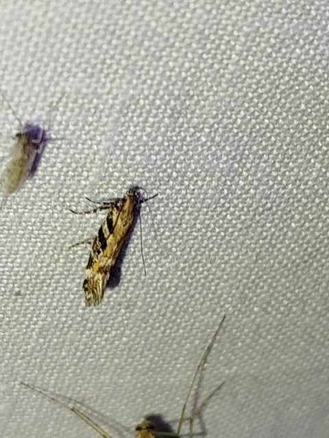 Aristotelia subericinella - sárgacsíkos sarlósmoly
