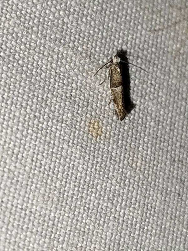 Cedestis subfasciella - szürke fenyőtűmoly
