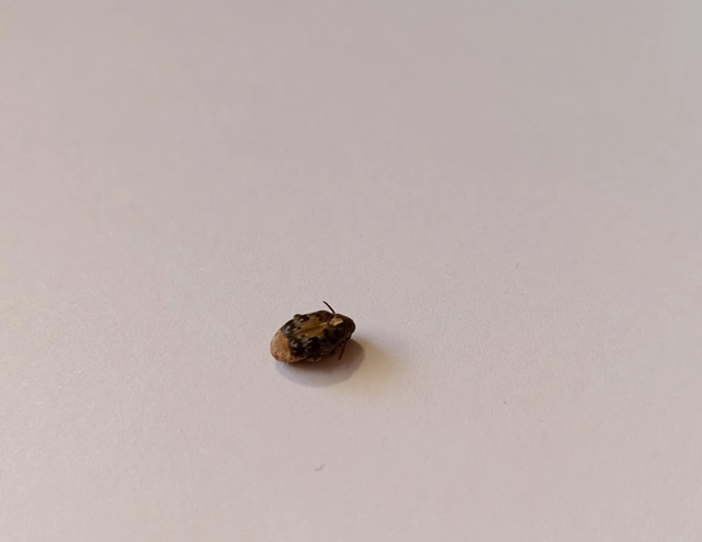Megabruchidius dorsalis - foltoshátú lepényfazsizsik