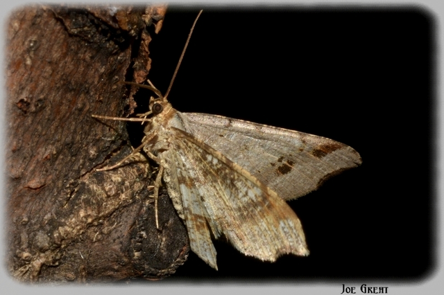 Macaria alternata - közönséges szürkearaszoló