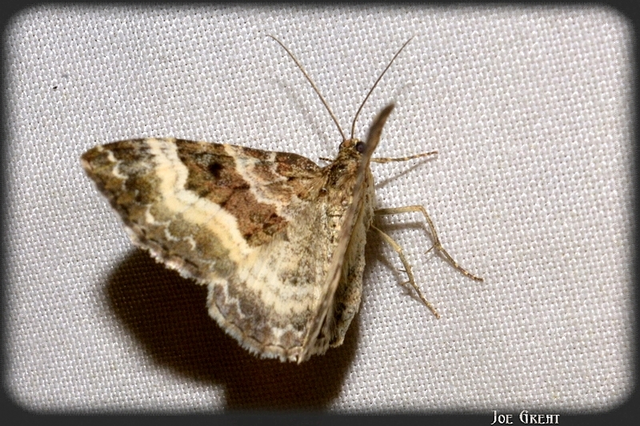 Epirrhoe alternata - galaj-tarkaaraszoló