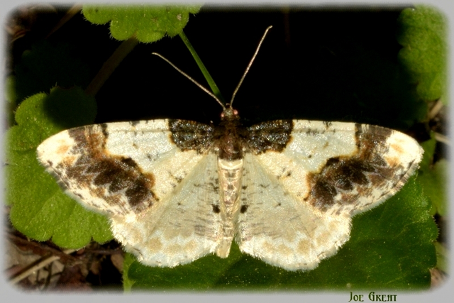 Ligdia adustata - barna levélaraszoló