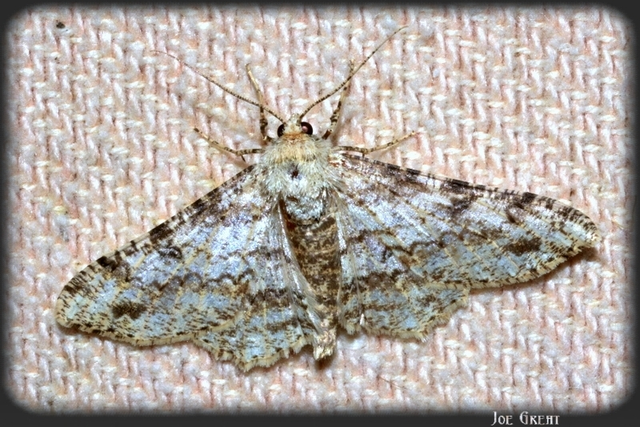 Ascotis selenaria - holdas faaraszoló