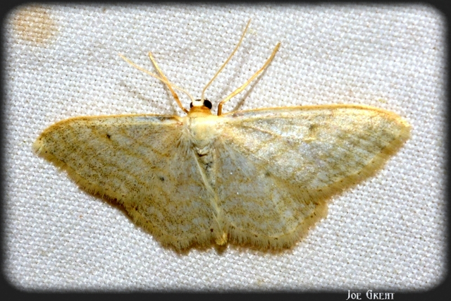 Idaea subsericeata - ötvonalas apróaraszoló