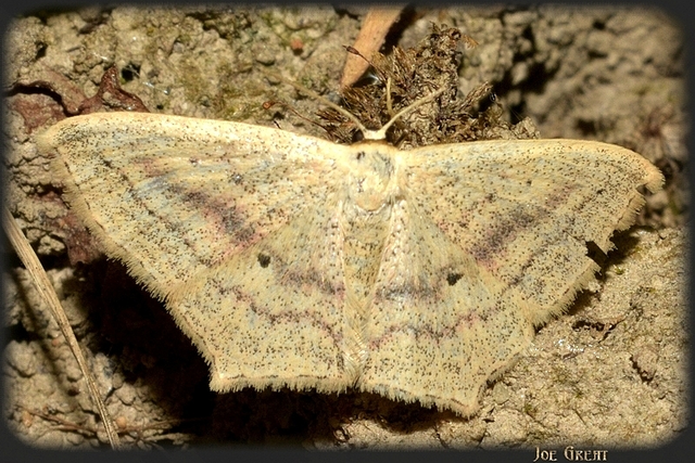 Scopula flaccidaria - alföldi sávosaraszoló