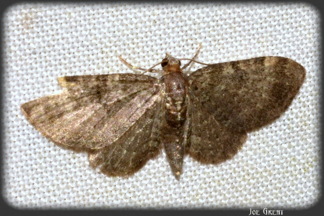Pasiphila chloerata - hamvas törpearaszoló