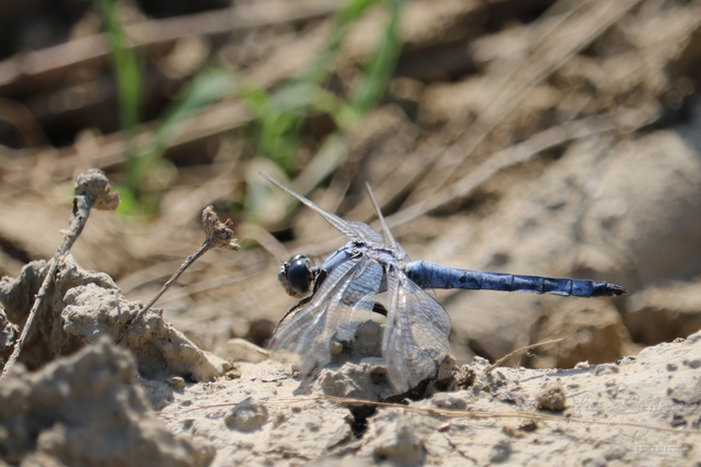 Orthetrum brunneum - pataki pásztorszitakötő