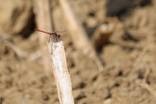 Sympetrum striolatum - harántsávos katona-szitakötő