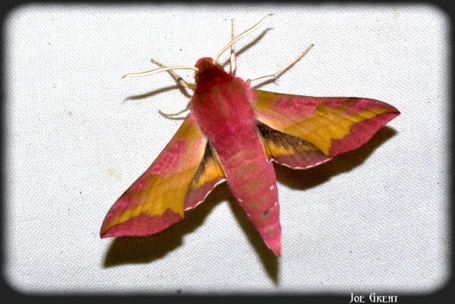 Deilephila porcellus - piros szender