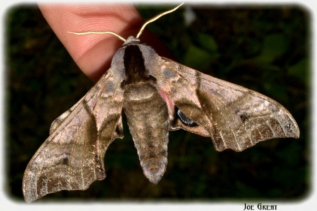 Smerinthus ocellatus - esti pávaszem