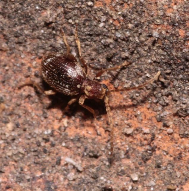 Ptinus fur - közönséges tolvajbogár
