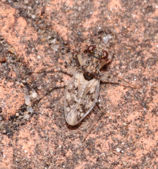 Leptopus marmoratus - kövipoloska