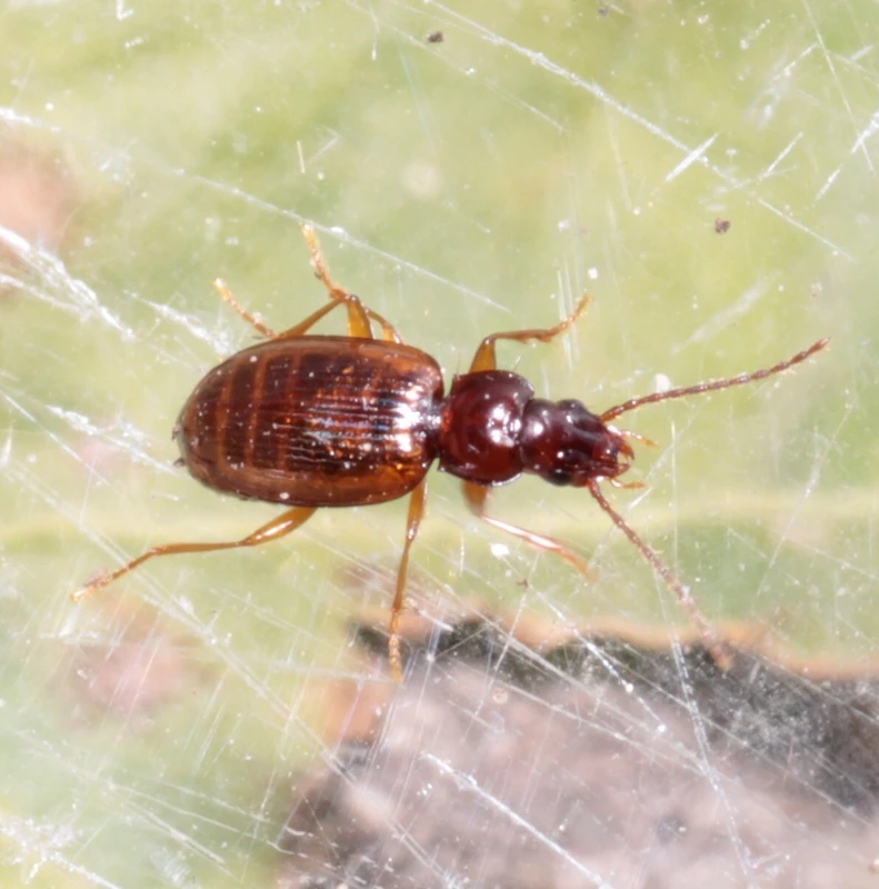 Trechus austriacus - osztrák fürgefutonc
