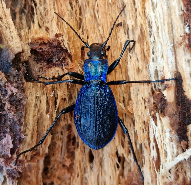 Carabus intricatus - kék laposfutrinka
