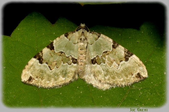 Colostygia pectinataria - zöld levélaraszoló