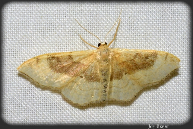 Idaea degeneraria - barnasávos araszoló