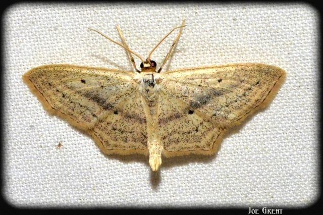 Scopula flaccidaria - alföldi sávosaraszoló