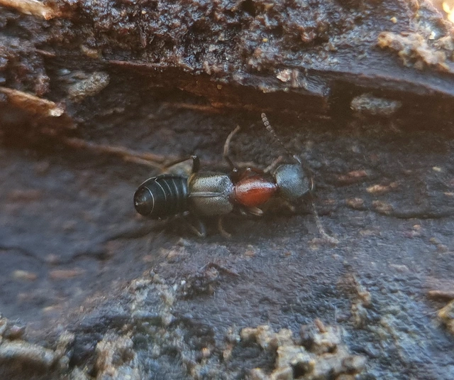 Rugilus angustatus - vöröshátú cérnanyakúholyva