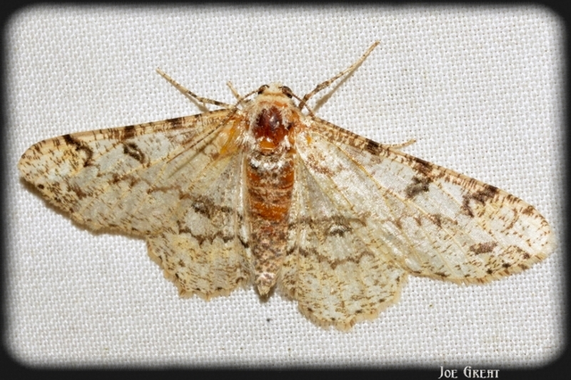 Ascotis selenaria - holdas faaraszoló