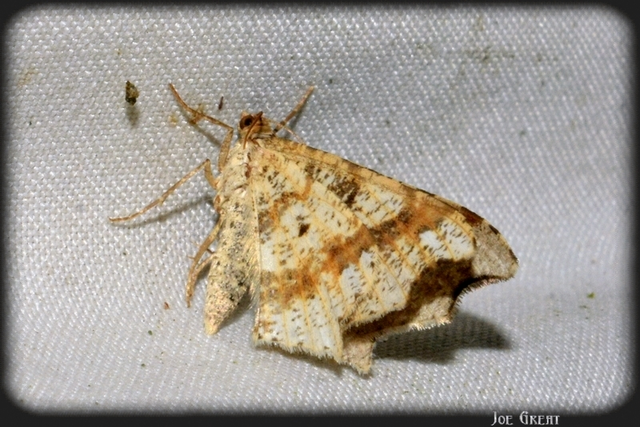 Macaria alternata - közönséges szürkearaszoló