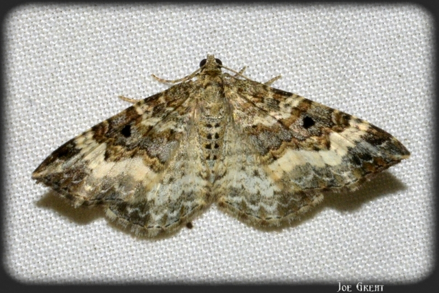 Epirrhoe alternata - galaj-tarkaaraszoló