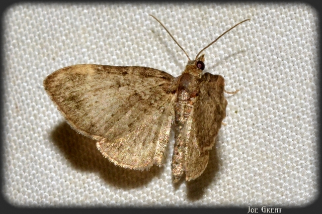 Pasiphila chloerata - hamvas törpearaszoló