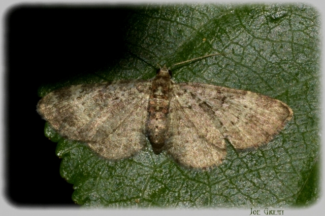 Pasiphila chloerata - hamvas törpearaszoló