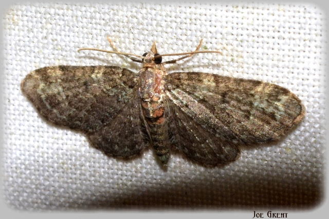 Pasiphila chloerata - hamvas törpearaszoló
