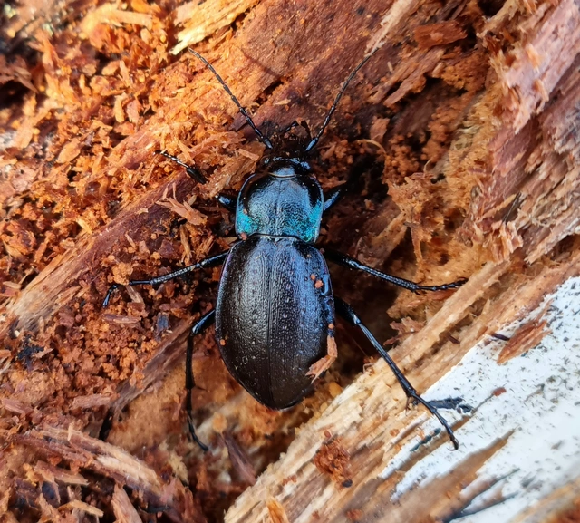 Carabus nemoralis - ligeti futrinka