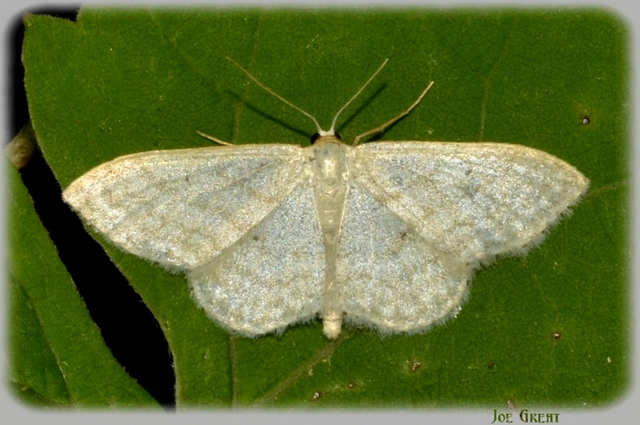 Idaea subsericeata - ötvonalas apróaraszoló