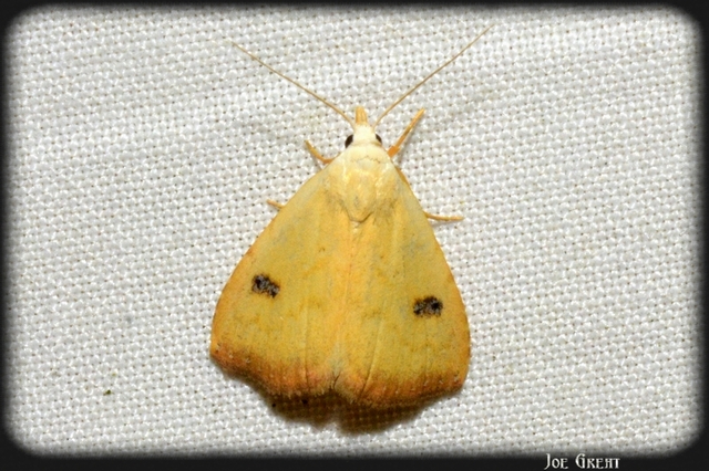Rivula sericealis - selymes lórombagoly