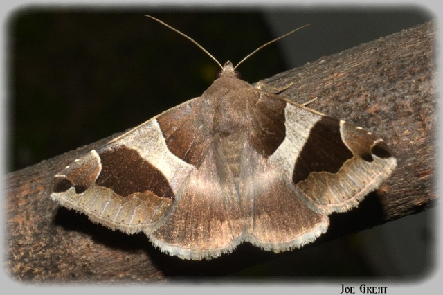 Dysgonia algira - déli porcelánbagoly