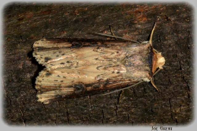 Axylia putris - vonalkás földibagoly