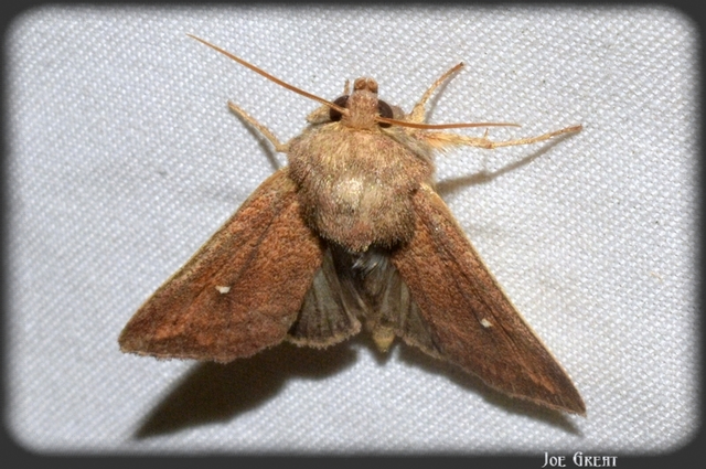 Mythimna albipuncta - fehérpettyes rétibagoly