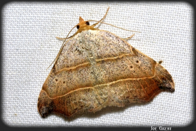 Laspeyria flexula - zuzmóbagoly