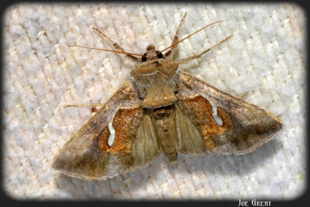 Macdunnoughia confusa - cseppfoltos ezüstbagoly