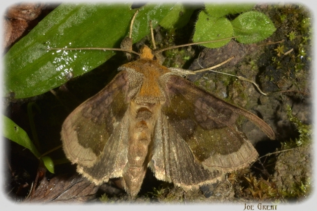Diachrysia chrysitis - aranybagoly