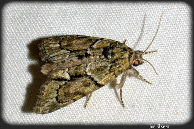 Cryphia fraudatricula - homoki zuzmóbagoly