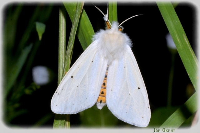 Spilosoma lubricipedum/urticae