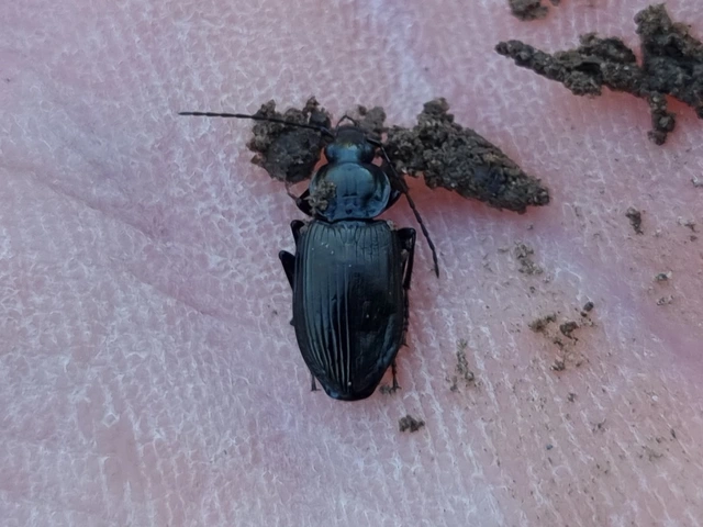 Agonum viduum - érces kisfutó Agonum viduum - érces kisfutó
