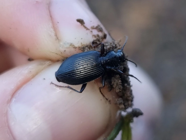 Limodromus assimilis - vöröslábú kisfutó