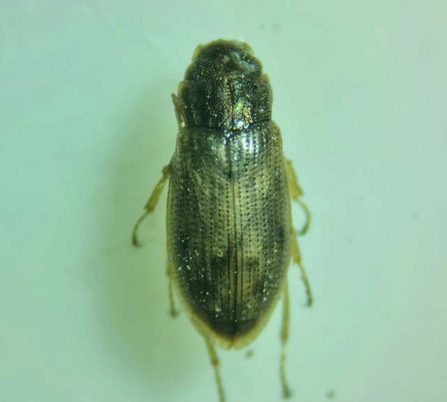 Helophorus Helophorus