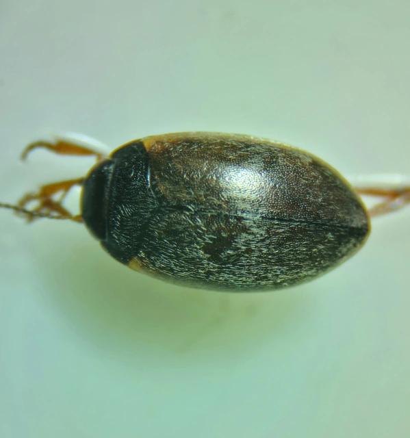 Hydroporus planus - gyakori kiscsíkbogár
